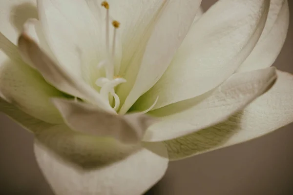 Bella Fioritura Amarilli Bianchi Sfondo Scuro Fiore Bianco Con Antere — Foto Stock