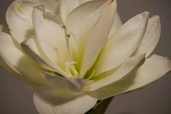 Beautiful Blooming White Amaryllis Dark Background White Flower Visible Delicate — Stock Photo, Image