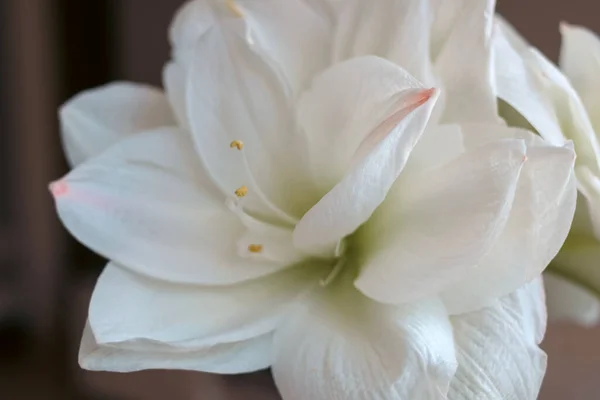 Цветущие Белые Амари Темном Фоне Белый Цветок Видимыми Нежными Муравейниками — стоковое фото