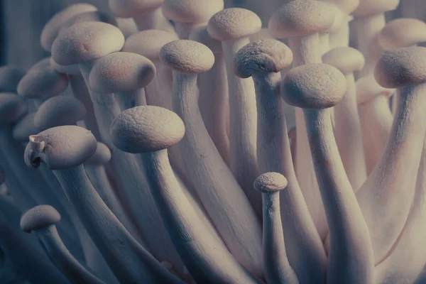 Close Delicate White Shimeji Mushrooms Light Background Food Background — Photo