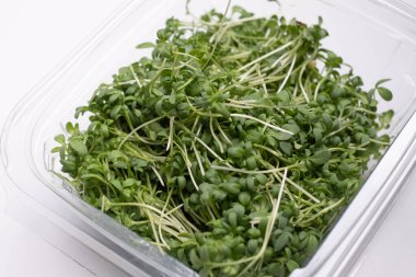 Beyaz arka planda şeffaf plastik kutunun içindeki iştah açıcı mikro yeşilliklerin yakın çekimi. Sağlıklı gıda konsepti. Sağlıklı yemek afişleri ve reklamlar için mükemmel bir imaj. metin için yer
