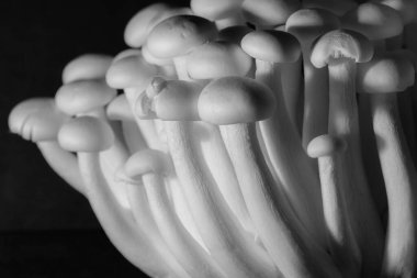 Siyah arkaplandaki beyaz shimeji mantarlarının görüntüsü. Metin, yemek arkaplanı, siyah beyaz. Ev yapımı yemek afişleri ve reklamlar için mükemmel bir imaj..