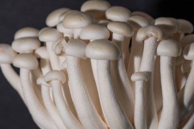 Siyah arkaplandaki beyaz shimeji mantarlarının görüntüsü. Metin, yemek arkaplanı, siyah beyaz. Ev yapımı yemek afişleri ve reklamlar için mükemmel bir imaj..