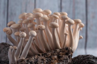 Hafif arkaplanda beyaz shimeji mantarlarının görüntüsü. Metin, yemek arkaplanı, siyah-beyaz. Ev yapımı yemek afişleri ve reklamlar için mükemmel bir imaj..