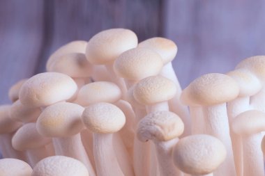 Hafif arkaplanda beyaz shimeji mantarlarının görüntüsü. Metin, yemek arkaplanı, siyah-beyaz. Ev yapımı yemek afişleri ve reklamlar için mükemmel bir imaj..