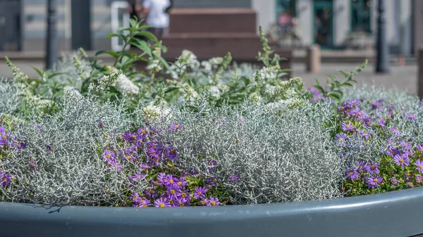 Close-up of blooming flowers and mixed plants in huge flowerpot with blurry street background