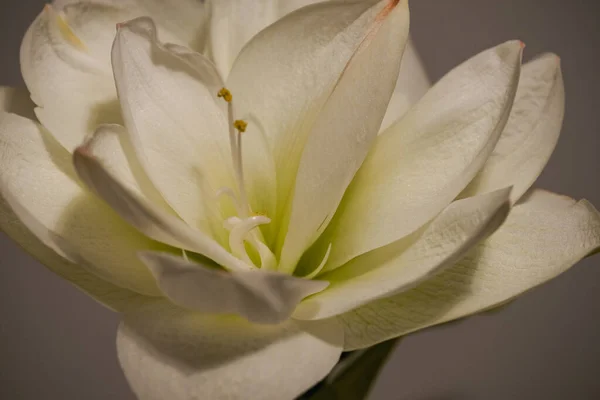 Close Beautiful Blooming White Amaryllis Blurred Gray Background — Stock Photo, Image