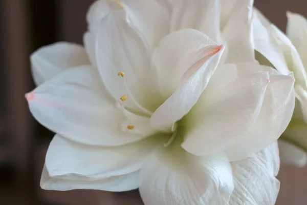Close Beautiful Blooming White Amaryllis Blurred Gray Background — стоковое фото