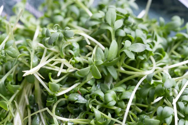Nahaufnahme Appetitanregender Mikrogrünpflanzen Auf Weißem Hintergrund Gesundes Essen Hervorragendes Image — Stockfoto