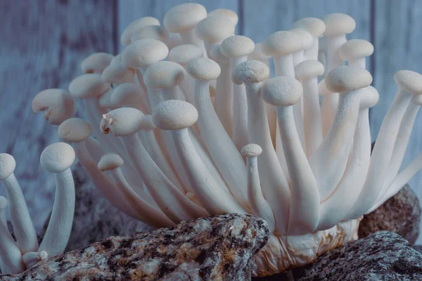 Vue Délicats Champignons Shimeji Blancs Sur Fond Clair Place Pour — Photo