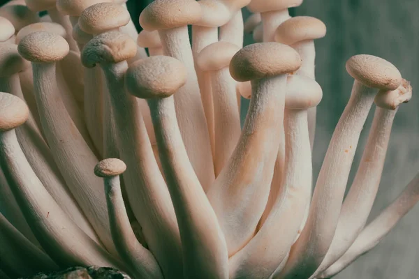 Vue Délicats Champignons Shimeji Blancs Sur Fond Gris Place Pour — Photo