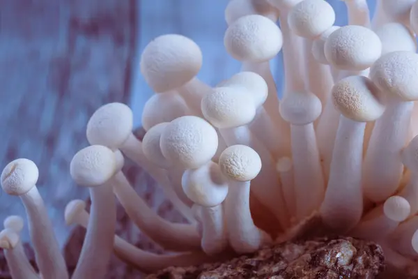 Vue Délicats Champignons Shimeji Blancs Sur Fond Noir Place Pour — Photo