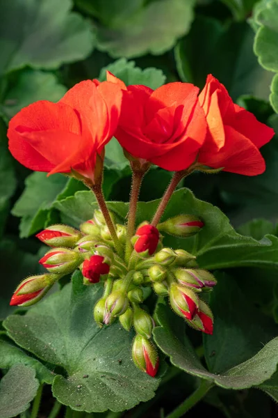 Flores Vermelhas Gerânio Pote Com Folhas Verdes Estufa — Fotografia de Stock