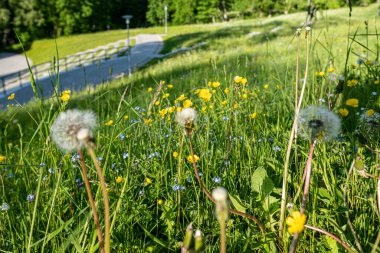 Bir tarlada yetişen güzel bahar çiçekleri