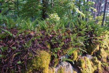 Yosun tutmuş bir yüzeyde güzel yeşil yosun, doğal arka plan, doku, seçici odak