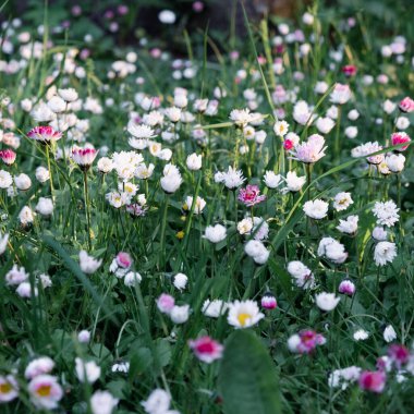 Güneşli yaz gününde arka planda bulanık ahşap çitlerle birlikte güzel, çiçek açan beyaz ve pembe çayır çiçeklerinin yakın çekimi. Manzaralı gün batımı, altın saat. tırnak içinde çiçek arkaplanı