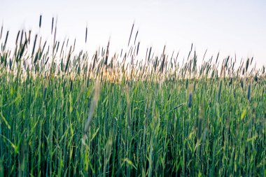 Gün batımında yetişen çavdar tarlasının görüntüsü. Arka planda mavi gökyüzü var. Yaz akşamı. Altın saat