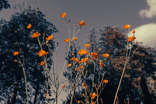 Дивовижний Крупним Планом Квітучі Жовті Квіти Деревами Блакитним Небом Фоні — стокове фото