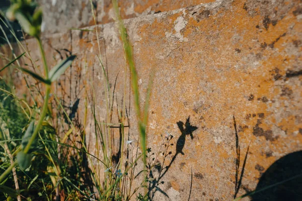 Sombras Hierba Sobre Piedra — Foto de Stock