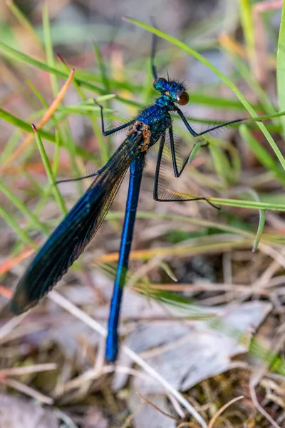 Close-up of beautiful flying insect Dragonfly with green grass in background, in sunset, in golden hour