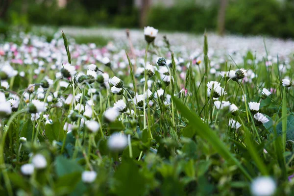 Nahaufnahme Wunderschöner Blühender Weißer Und Rosafarbener Wiesenblumen Mit Verschwommenem Holzzaun — Stockfoto