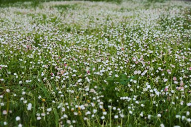 Güneşli bir yaz gününde, çiçek açan güzel beyaz ve pembe çayır çiçeklerinin yakın çekimi. Tırnak içinde çiçek arkaplanı. Altın saat. şaşırtıcı güzellikteki çayır