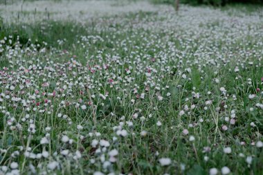 Güneşli bir yaz gününde, çiçek açan güzel beyaz ve pembe çayır çiçeklerinin yakın çekimi. Tırnak içinde çiçek arkaplanı. Altın saat. şaşırtıcı güzellikteki çayır