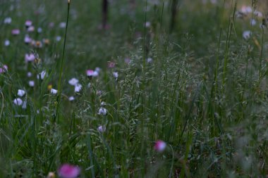 Güneşli bir yaz gününde, çiçek açan güzel beyaz ve pembe çayır çiçeklerinin yakın çekimi. Tırnak içinde çiçek arkaplanı. Altın saat. şaşırtıcı güzellikteki çayır