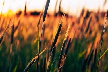Gün batımında yetişen çavdar tarlasının görüntüsü. Arka planda mavi gökyüzü var. Yaz akşamı..