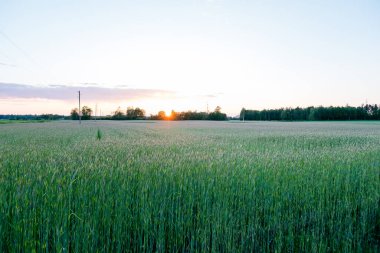 Ağaç sıraları ile manzara taç tarlaları kenarında mavi gökyüzü arka planda, manzaralı günbatımı, altın saat