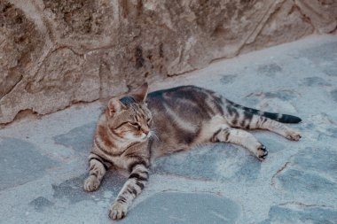 Benekli kedi güneşli bir yaz gününde arka planda eski bir taş binayla parke avlusunda dinleniyor.