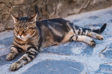 Benekli kedi güneşli bir yaz gününde arka planda eski bir taş binayla parke avlusunda dinleniyor.