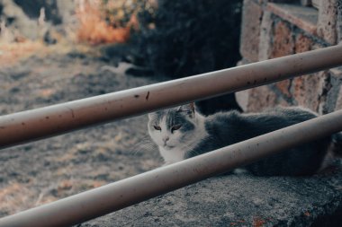 Benekli kedi güneşli bir yaz gününde arka planda eski bir taş binayla parke avlusunda dinleniyor.