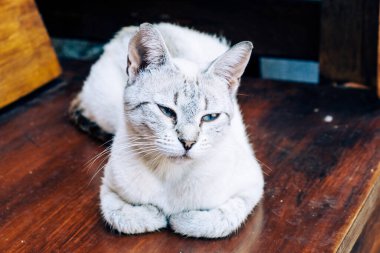 Benekli mavi gözlü beyaz kedi güneşli yaz gününde ahşap bankta dinleniyor. Kedi severler.. 