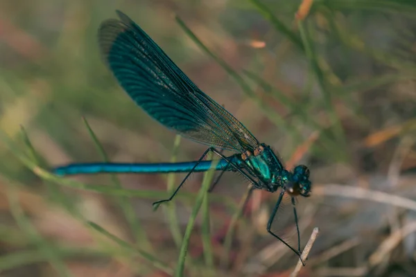 Close-up of beautiful flying insect with green grass in background. Macro photo. Dragonfly
