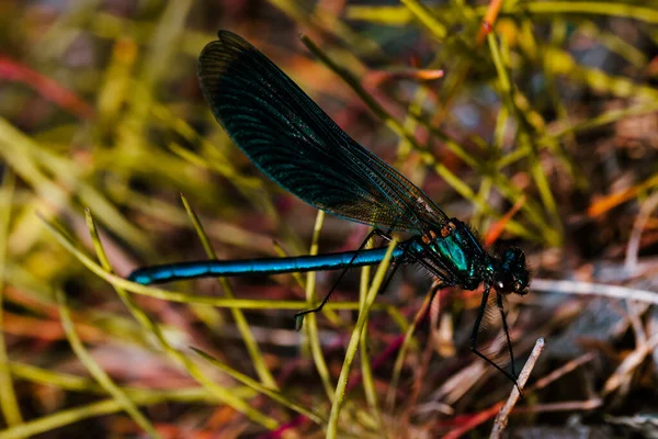 Nahaufnahme Eines Schönen Fliegenden Insekts Mit Grünem Gras Hintergrund Makrofoto — Stockfoto