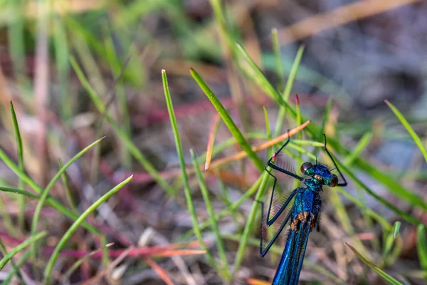 Close-up of beautiful flying insect with green grass in background. Macro photo. Dragonfly