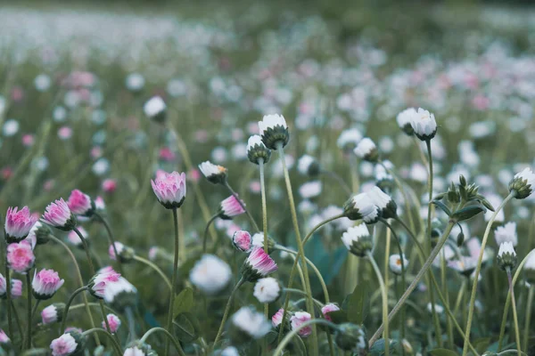 Крупним Планом Красиві Квітучі Біло Рожеві Лугові Квіти Сонячний Літній — стокове фото