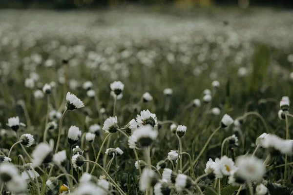 Primo Piano Bellissimi Fiori Prato Bianco Rosa Fioritura Nella Soleggiata — Foto Stock