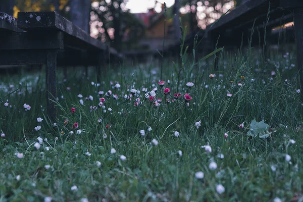 Utsikt Till Gamla Utomhus Träbänk Rader Blommande Äng Utomhus Scen — Stockfoto