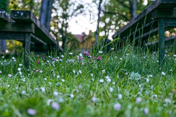 Közelkép Gyönyörű Virágzó Fehér Rózsaszín Rét Virágok Napfényes Nyári Napon — Stock Fotó