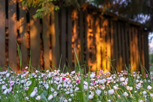 Primo Piano Bellissimi Fiori Prato Bianco Rosa Fiore Con Recinzione — Foto Stock