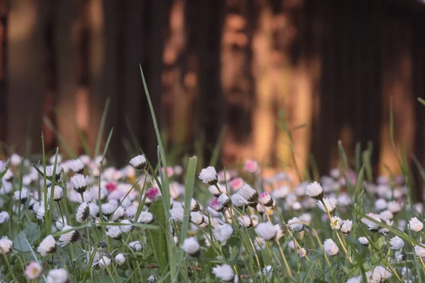 Nahaufnahme Wunderschöner Blühender Weißer Und Rosafarbener Wiesenblumen Mit Verschwommenem Holzzaun — Stockfoto