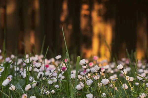 Крупним Планом Красиві Квітучі Біло Рожеві Лугові Квіти Розмитим Дерев — стокове фото
