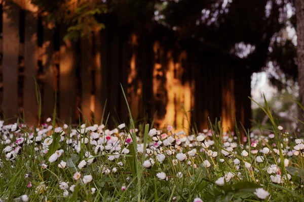 Nahaufnahme Wunderschöner Blühender Weißer Und Rosafarbener Wiesenblumen Mit Verschwommenem Holzzaun — Stockfoto