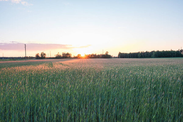 Picturesque view of growing field of rye in sunset with blue sky in background. Summer evening.