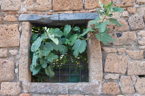 Baum Wächst Durch Das Metallvergitterte Fenster Eines Verlassenen Alten Steingebäudes — Stockfoto