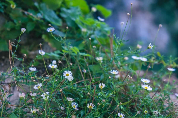 Delicati Fiori Viola Primo Piano Con Muschio Marrone Primo Piano — Foto Stock