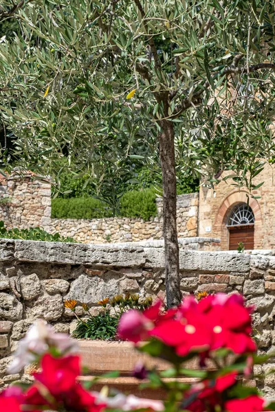 Alte Rote Ziegelwand Steinhaus Und Olivenbaum Mit Grünem Laub Und — Stockfoto