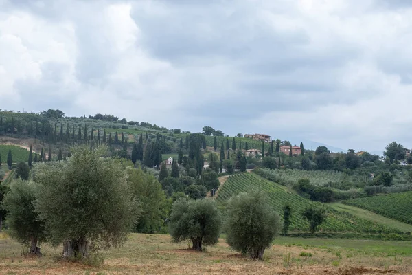 Vackert Landskap Vingårdar Och Olivträdgårdar Kullen Toscana Med Molnig Himmel — Stockfoto